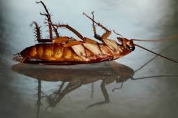 Aplastar una cucaracha muerta dentro