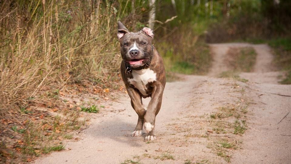 El dueño del perro quedó detenido