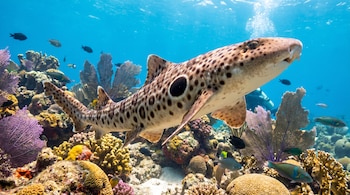 Un tiburón leopardo con manchas oscuras y claras nada sobre un colorido arrecife de coral con peces pequeños en aguas azules cristalinas.