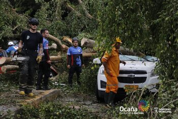 Caída de árbol en Ocaña,