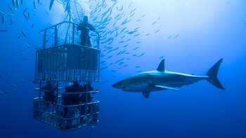 Por el impacto de la