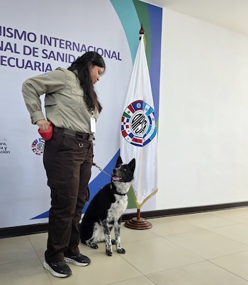 Una mujer de uniforme beige y pantalón marrón sostiene la correa de un perro blanco y negro sentado. Al fondo, una bandera blanca con el logo de OIRSA y un muro con texto