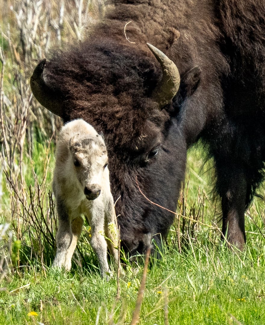 cría de búfalo blanco en el parque de Yellowston