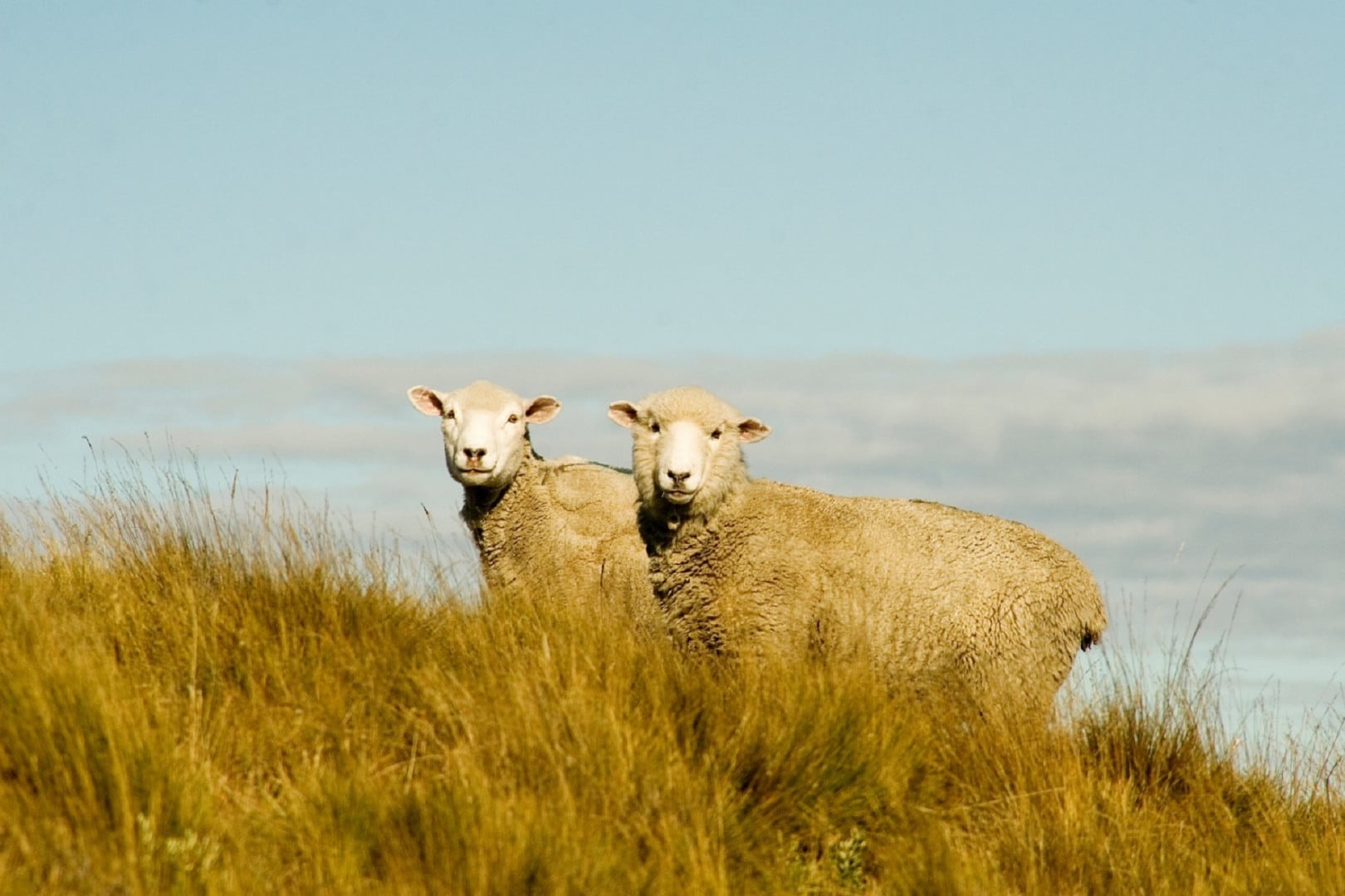 El Senasa promueve medidas para proteger la producción ovina en regiones con mayor riesgo de contagio