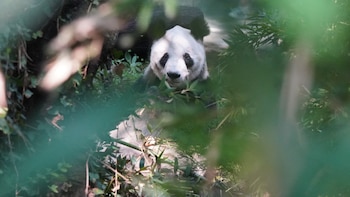 Xin Xin cumple 36 años: así puedes participar en la exposición de cartas del panda en Chapultepec