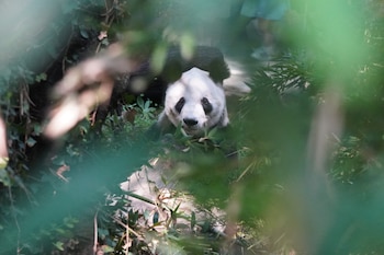 Panda gigante Xin Xin, de pelaje blanco y negro, mira fijamente a la cámara a través de hojas verdes borrosas en el Zoológico de Chapultepec