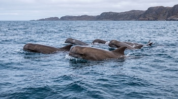 Varias ballenas picudas del norte asoman la cabeza y el lomo sobre el mar azul, con colinas rocosas al fondo y un cielo cubierto.