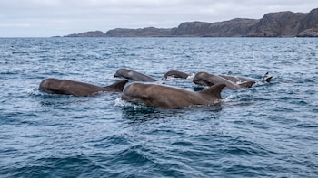 Acompañamiento en la adversidad: la conducta de las ballenas picudas que intriga a los científicos