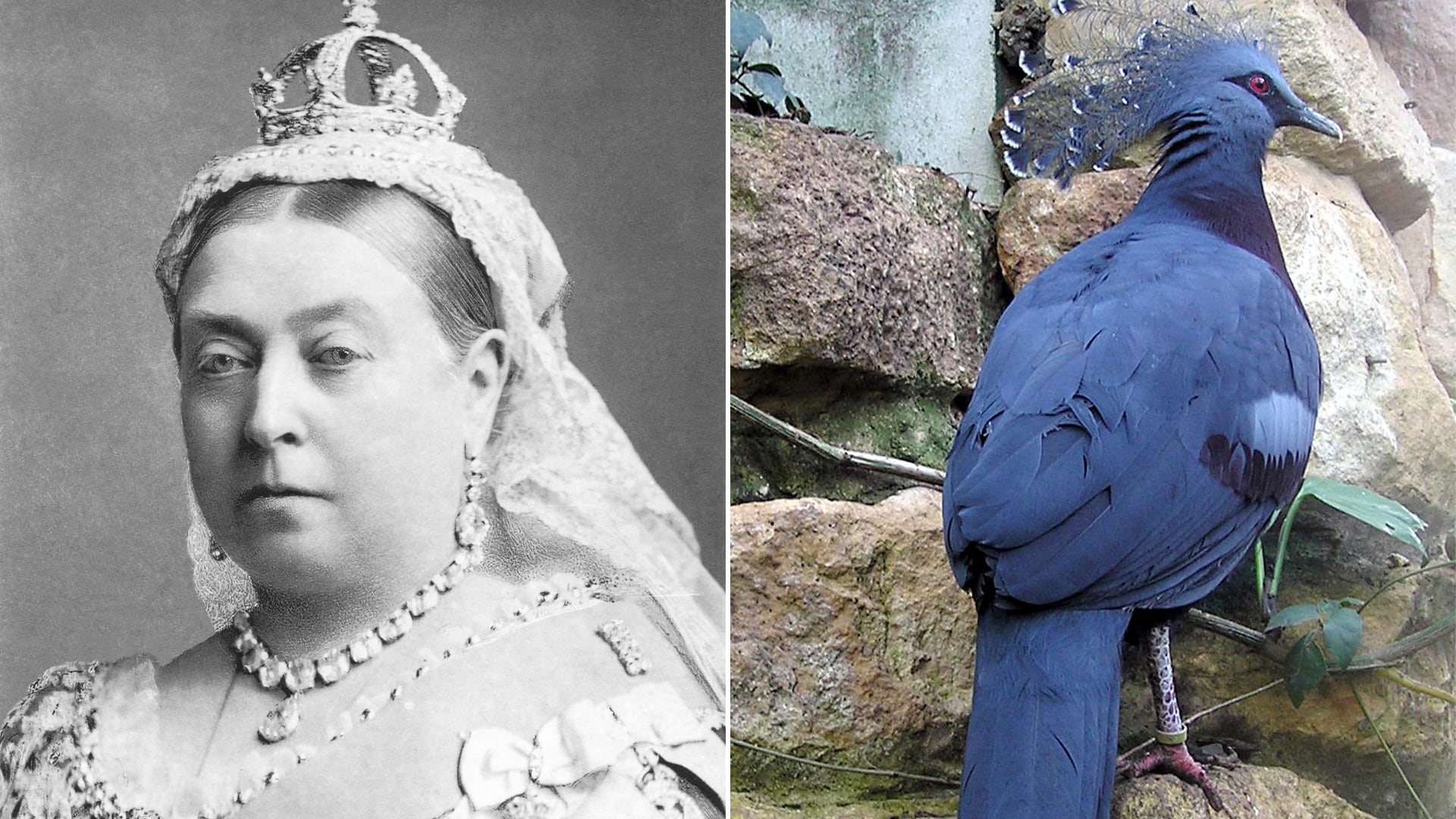 Especies como la paloma Goura victoria reciben su nombre en reconocimiento a la figura histórica de la monarca británica