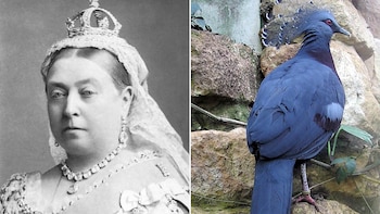 Retrato en blanco y negro de la Reina Victoria con corona y joyas a la izquierda, y a la derecha, una paloma Goura victoria azul posada sobre rocas