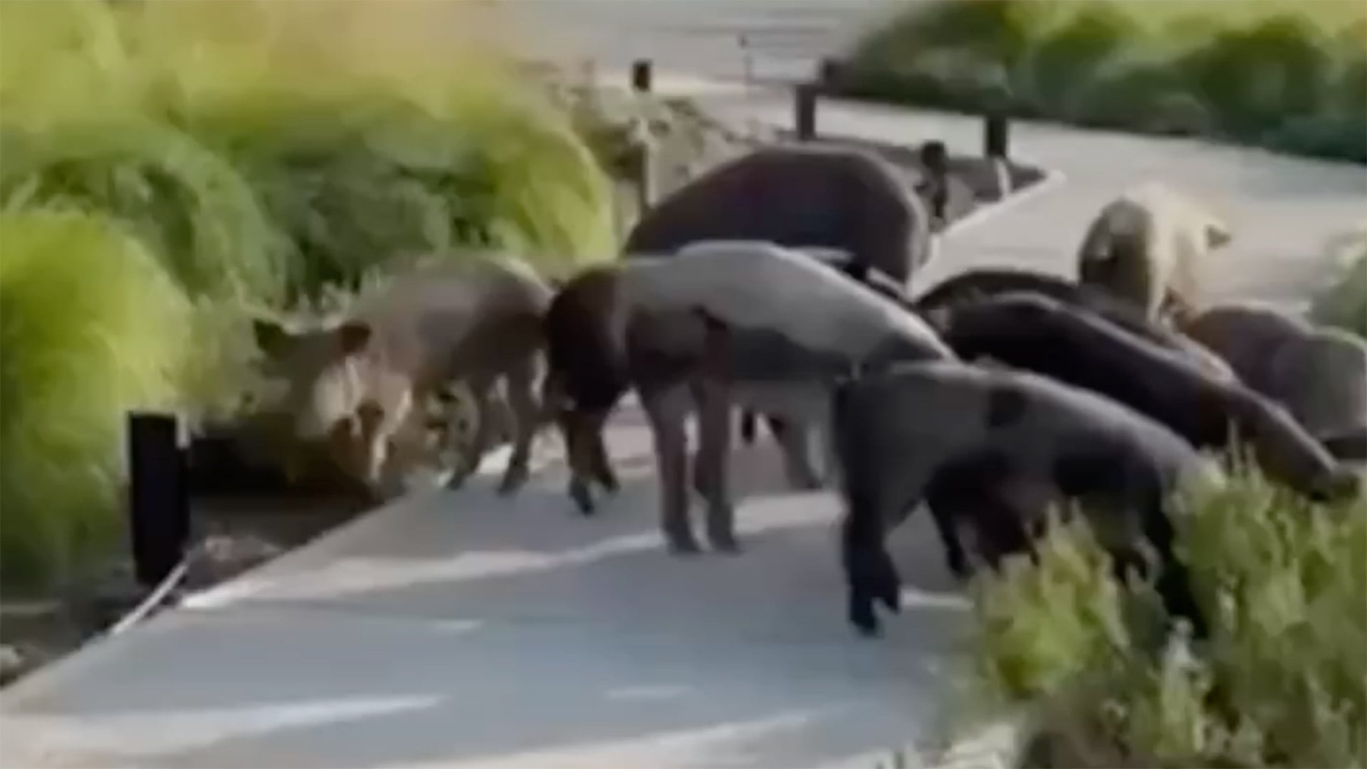 Videos e imágenes compartidas en redes sociales muestran a los chanchos salvajes caminando sin intimidación entre calles, plantas y residuos del country