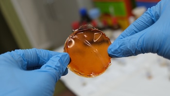 Científicos desarrollaron una membrana que mejora diez veces el proceso de purificación del hidrógeno