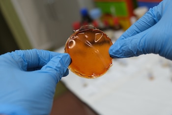 Membrana desarrollada en este trabajo que mejora el paso y la separación del hidrógeno frente a otros gases ( Ángela R. Bonachera-ICMM)