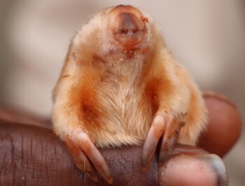 Guardabosques realizan esfuerzos para rastrear