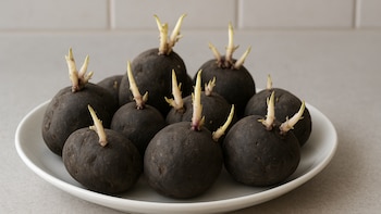 Papas con brotes: el riesgo silencioso de intoxicación que preocupa a los especialistas