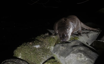 Las nutrias son más sociales que territoriales, pero son capaces de detectar a intrusos por sus heces