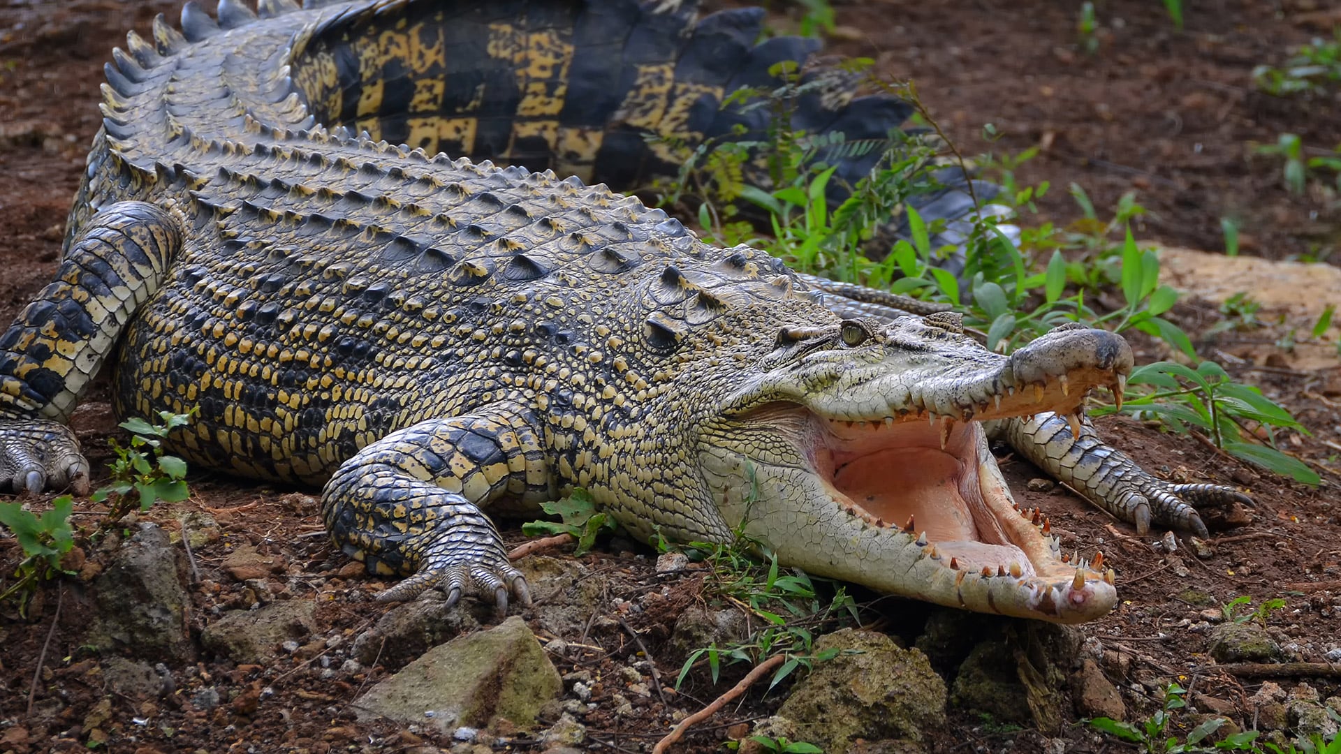 Sonselasuchus cedrus revela que los antiguos parientes de los cocodrilos tenían formas y modos de vida muy distintos a los actuales/Archvio Freepik