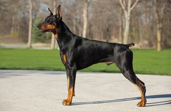 Doberman
