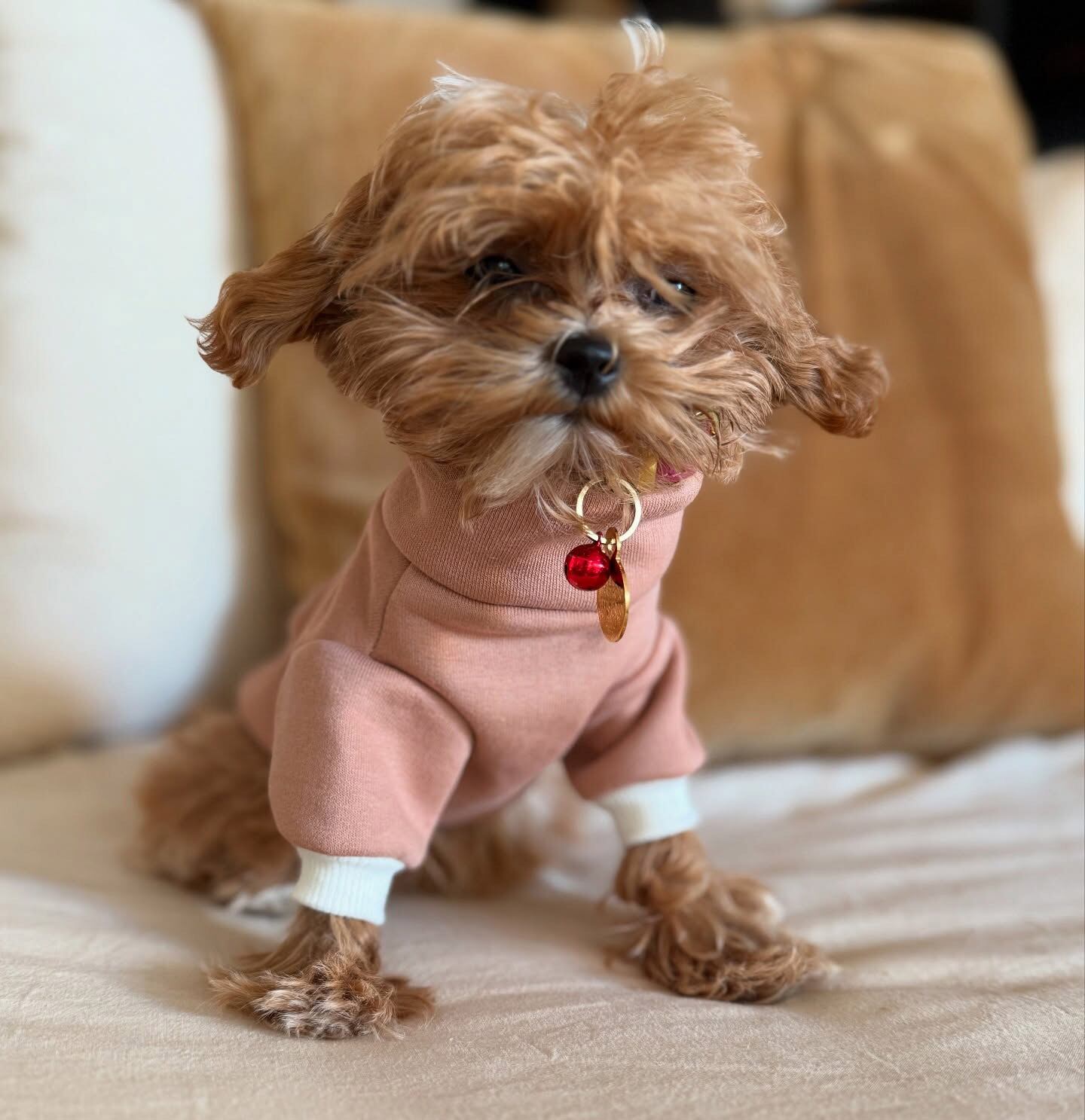 La influencer Barbie Simons lleva la tendencia del lujo canino al siguiente nivel con un perfil de Instagram para su perrita