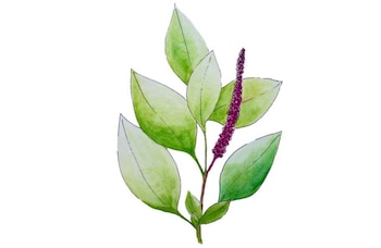 Así se ve la fitolaca