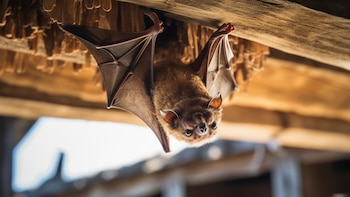 Madre en Florida descubrió murciélago