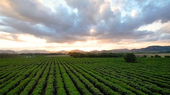 Vista aérea de un campo cultivado con hileras de plantas verdes. Árboles y montañas al fondo. Cielo con nubes y luz solar