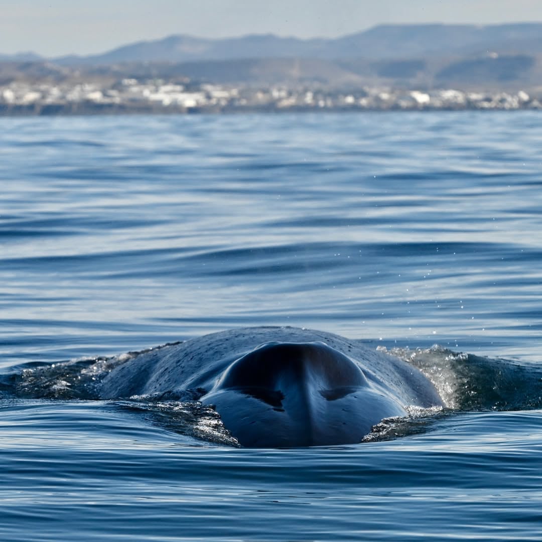El avistaje representa una oportunidad excepcional para estudiar el comportamiento de la especie