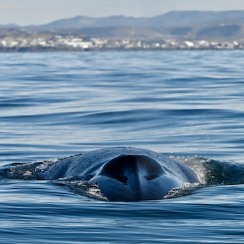 Parte superior de una ballena azul oscura rompiendo la superficie del agua azul, con salpicaduras leves. Al fondo, una ciudad costera borrosa y montañas