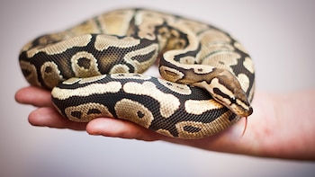La pitón invasora que podría convertirse en un problema en España: es uno de los reptiles más vendidos como mascota exótica en todo el mundo
