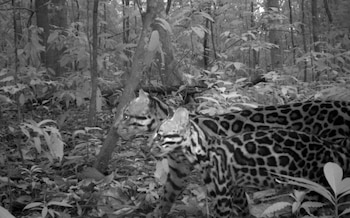 Ocelotes fotografiados por primera vez con una trampa fotográfica en 2017. Foto/Claudio Monteza. STRI