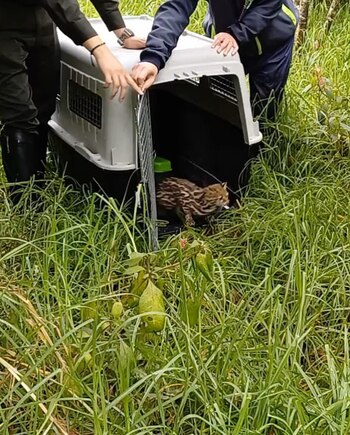 El tigrillo fue liberado en