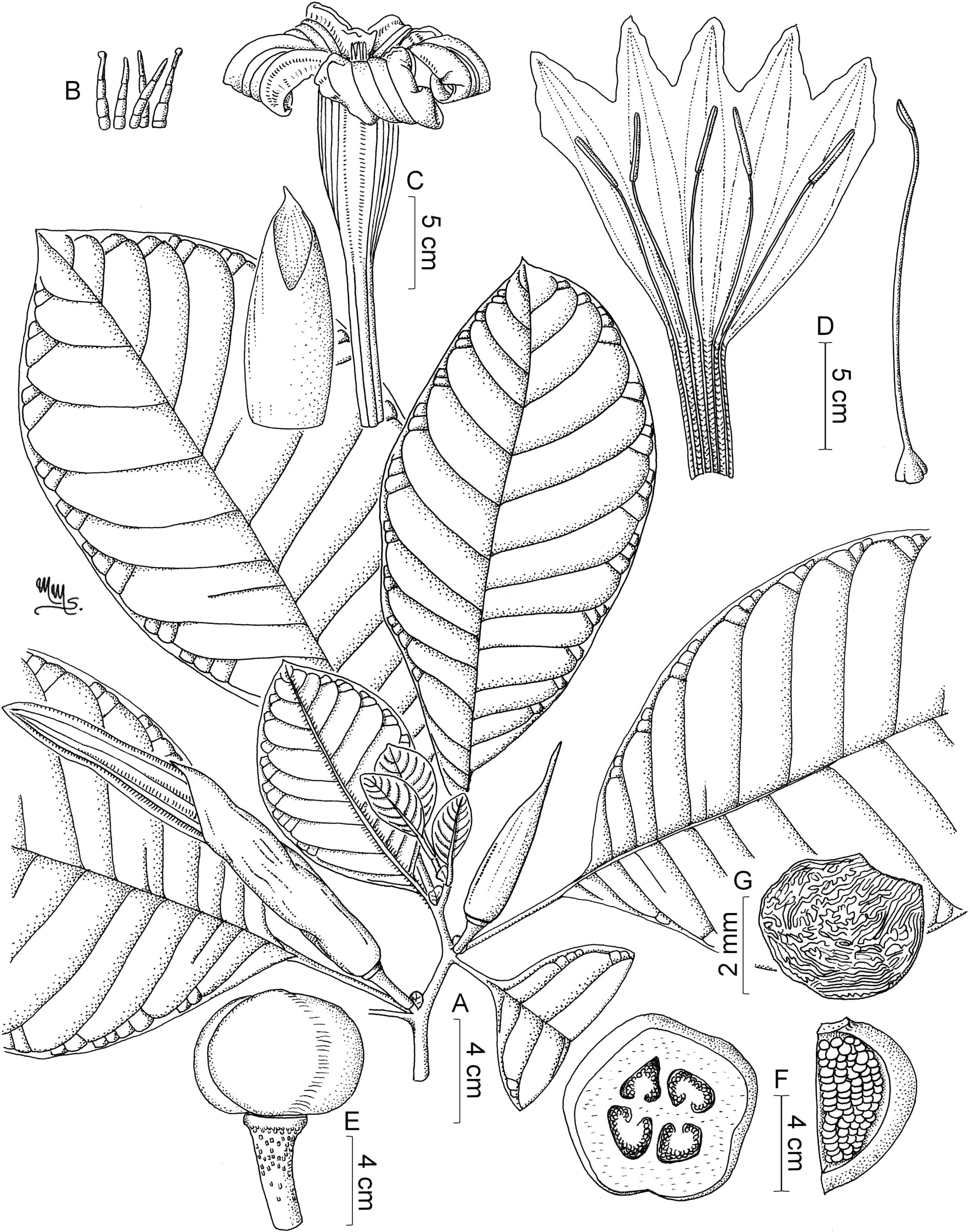 Una ilustración científica detalla las características morfológicas de Daturodendron absconditum, el nuevo género de árbol descubierto en los bosques nublados andinos de Perú y Colombia. (Foto: Real Jardín Botánico de Madrid)