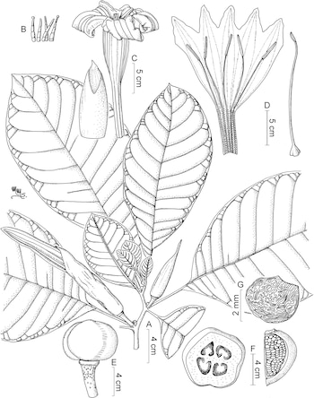 Ilustración científica en blanco y negro de un árbol, Daturodendron absconditum, mostrando sus hojas, flor, fruto en sección transversal y semillas con escalas