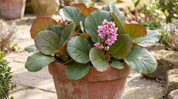 Maceta de terracota con una planta de bergenia de hojas redondeadas y flores rosadas sobre un suelo de piedra.