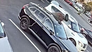 El video de un sujeto robando un árbol de Navidad causa furor en las redes. (X: @DionLimTV)