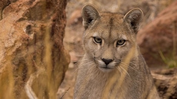 Matan a puma protegido en