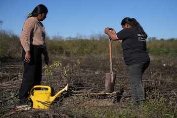 En la comunidad jujeña de Vinalito, las mujeres criollas reforestan un monte arrasado que busca equilibrio