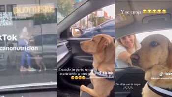 El perro logró ver el