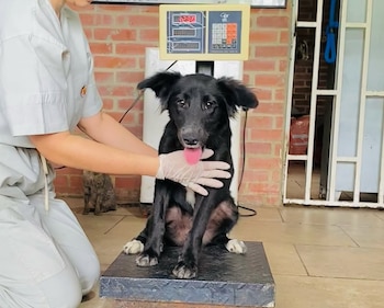 Las denuncias por maltrato animal