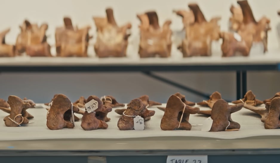 El esqueleto de Gus reúne 183 elementos óseos, representa cerca del 63% de un T. rex y conserva hasta el 80% de la masa ósea original (YouTube:@sothebys)