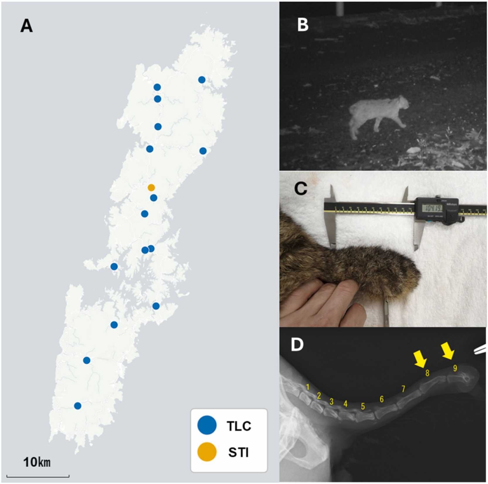 La investigación publicada en Global Ecology and Conservation surgió tras la detección de al menos tres gatos leopardo de Tsushima con una cola más reducida de lo habitual (Gentileza, estudio Evaluación genómica de la presunta introgresión de gatos domésticos en el gato leopardo de Tsushima, especie en peligro crítico de extinción, publicado en Global Ecology and Conservation)