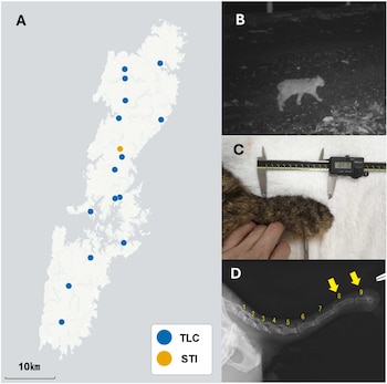 Mapa con puntos azules y amarillos, fotografía nocturna de un felino, medición de una pata con un calibrador digital y radiografía de vértebras