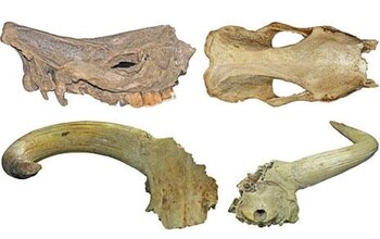 01-01-1970 Imagen lateral y frontal