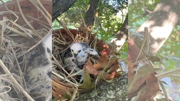 La familia reubicó al águila