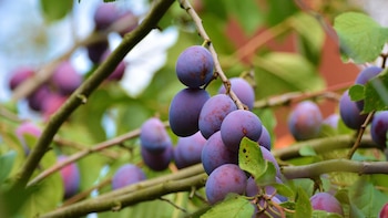 El ciruelo requiere suelos calizos,