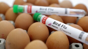 'Un virus peligroso': la gripe