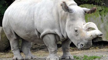 What is the “rental” of animal bellies to avoid the extinction of species