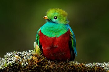 El quetzal resplandeciente es una de las especies más emblemáticas que atrae a miles de observadores de aves a los bosques nubosos de Costa Rica. Crédito: American Bird Conservancy