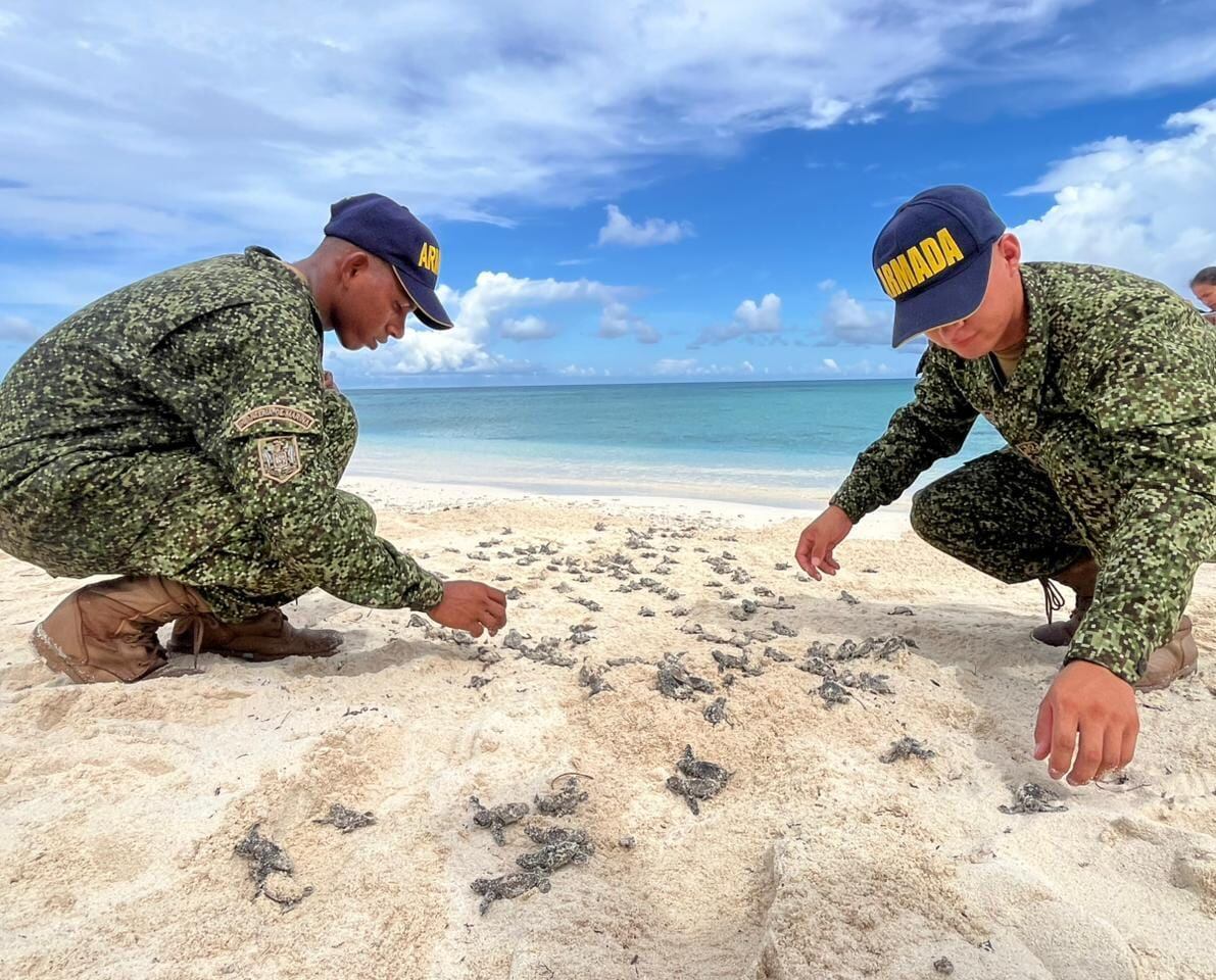 Infantes de Marina reciben formación en protección de nidos y marcación de ejemplares para asegurar la supervivencia de los neonatos - crédito prensa Armada de Colombia
