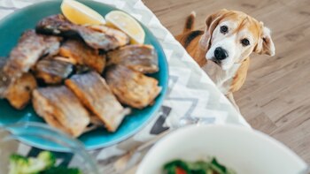 El estudio remarcó que la